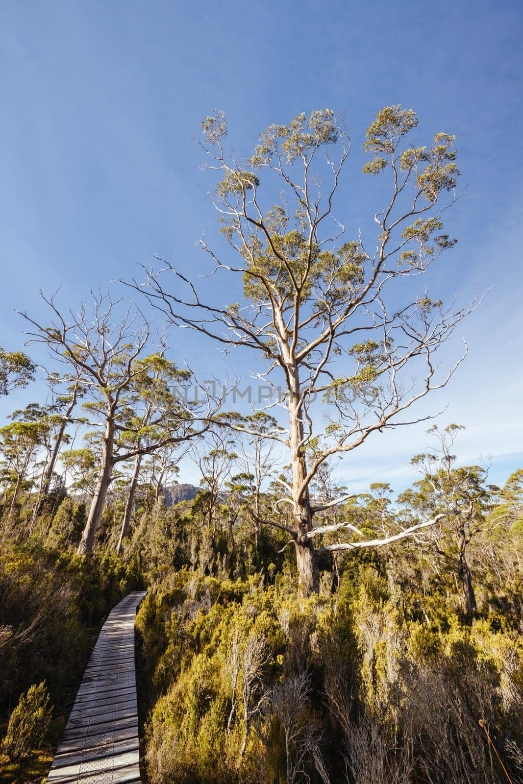 Landscape views on the Overland Track crossing thru the Du Cane Range on a warm autumn afternoon in Cradle Mountain, Tasmania, Australia