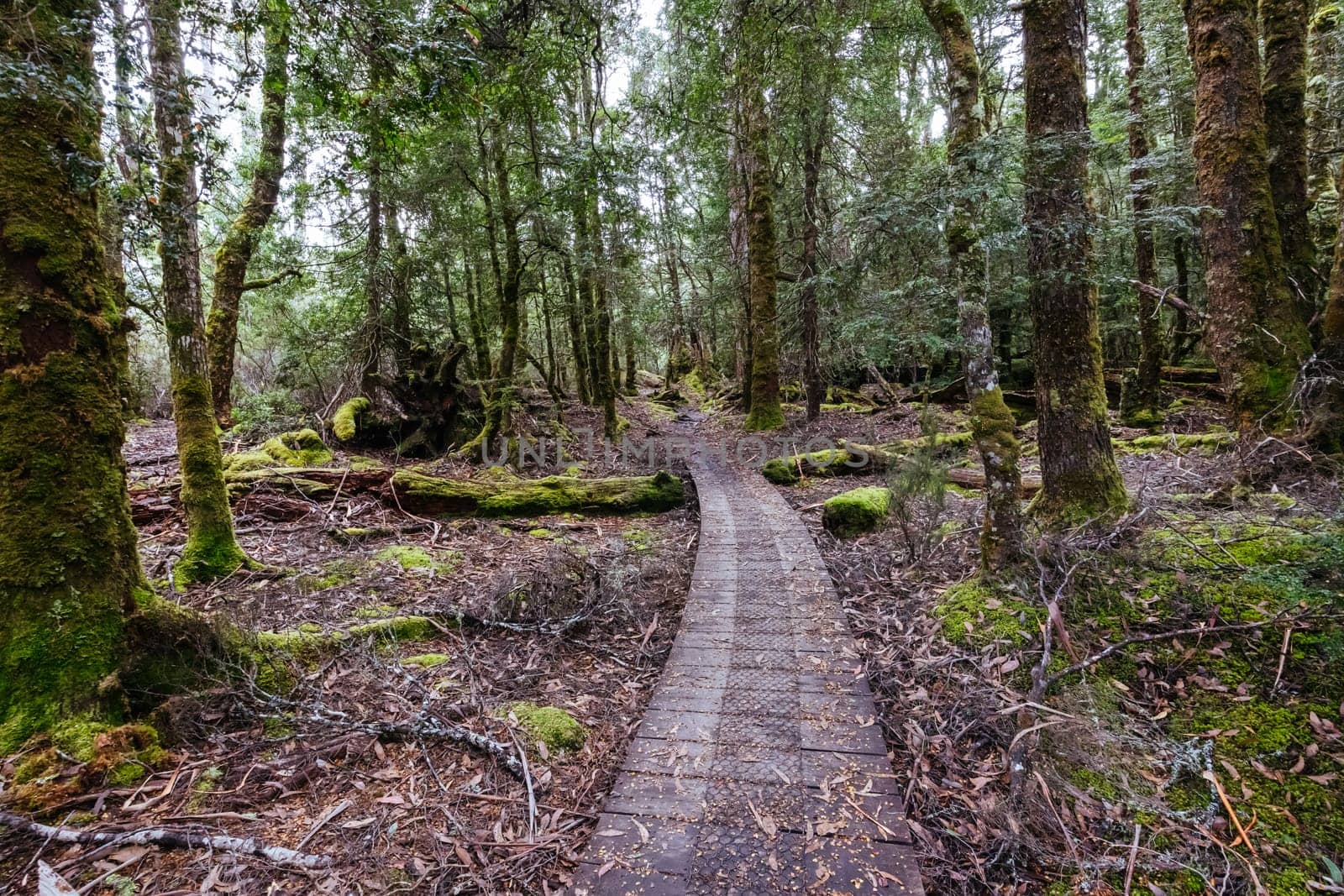 Boardwalks and landscape views near Narcissus Hut on a warm autumn morning in Cradle Mountain, Tasmania, Australia