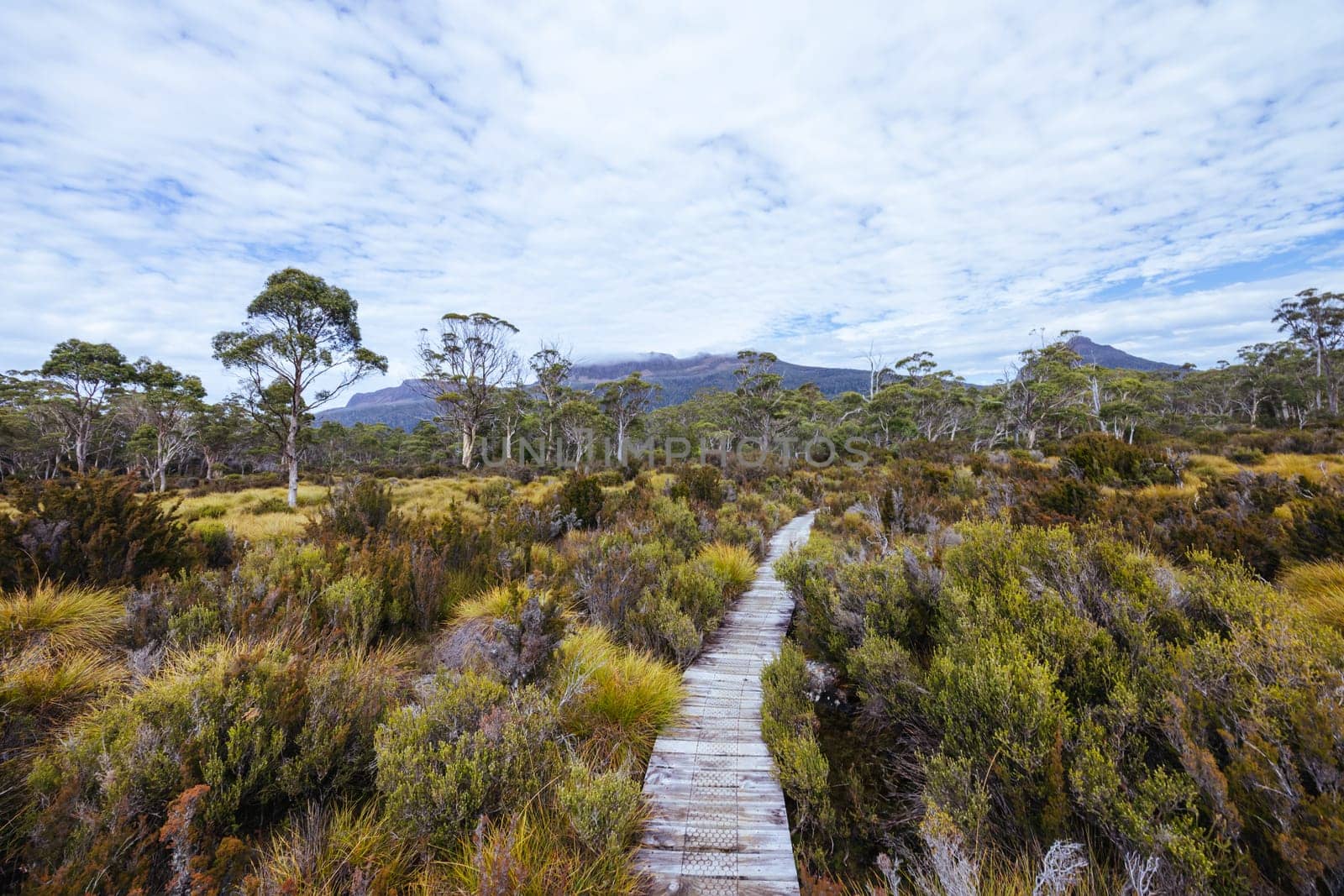 Boardwalks and landscape views near Narcissus Hut on a warm autumn morning in Cradle Mountain, Tasmania, Australia