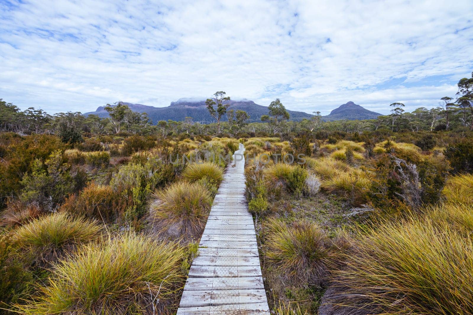 Boardwalks and landscape views near Narcissus Hut on a warm autumn morning in Cradle Mountain, Tasmania, Australia