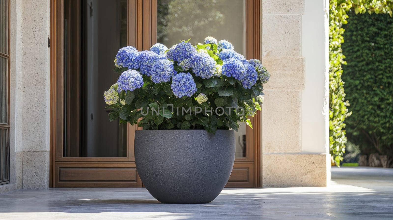 A large pot showcases lush green flowers, creating a refreshing focal point near an elegant entrance. The serene garden environment enhances the plant's beauty and adds vibrancy.