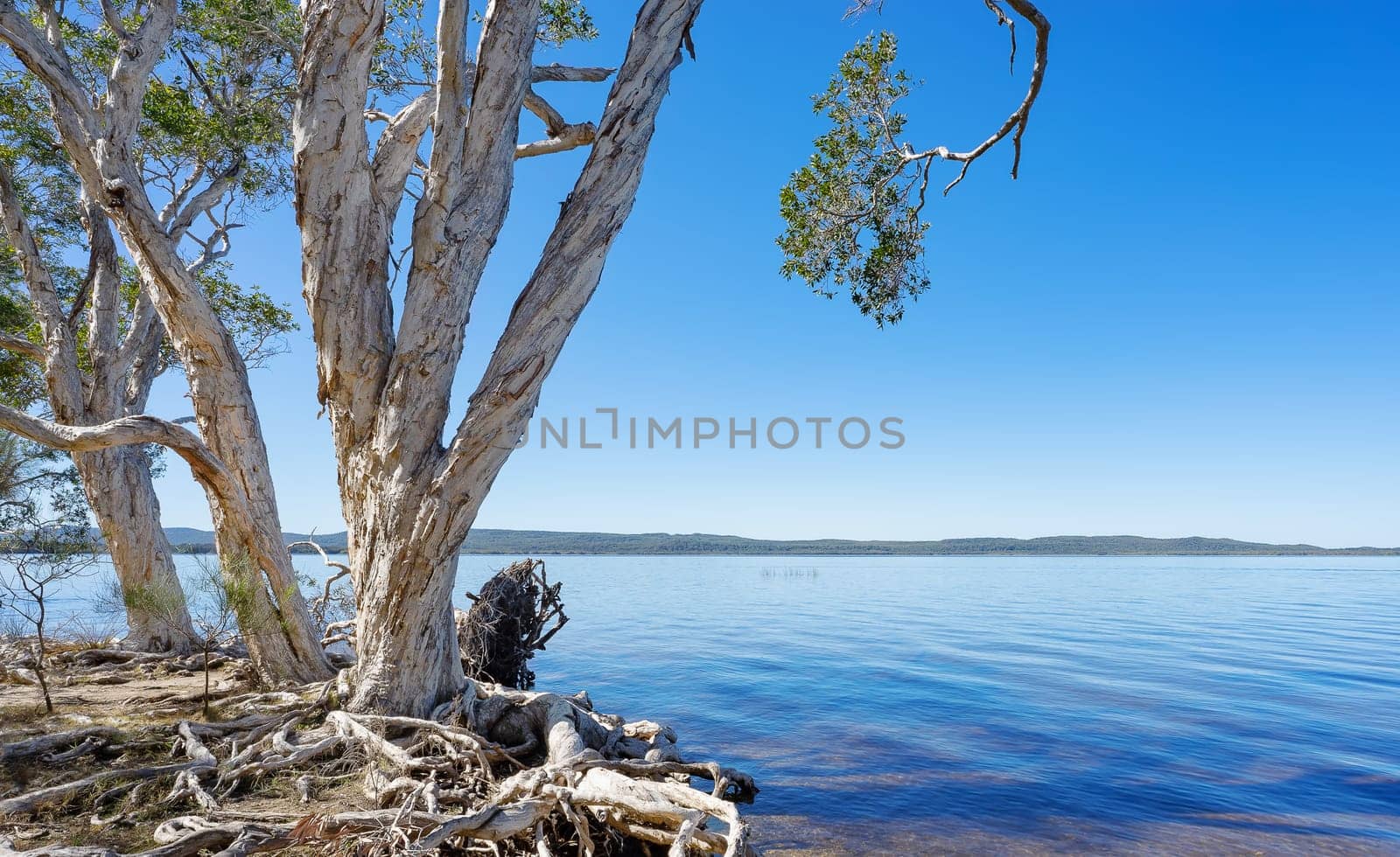 Melaleuca tea trees at the headwaters to the everglades, Mill Point, Lake Cootharaba, Noosa with calm ,blue water and clear, blue sky
