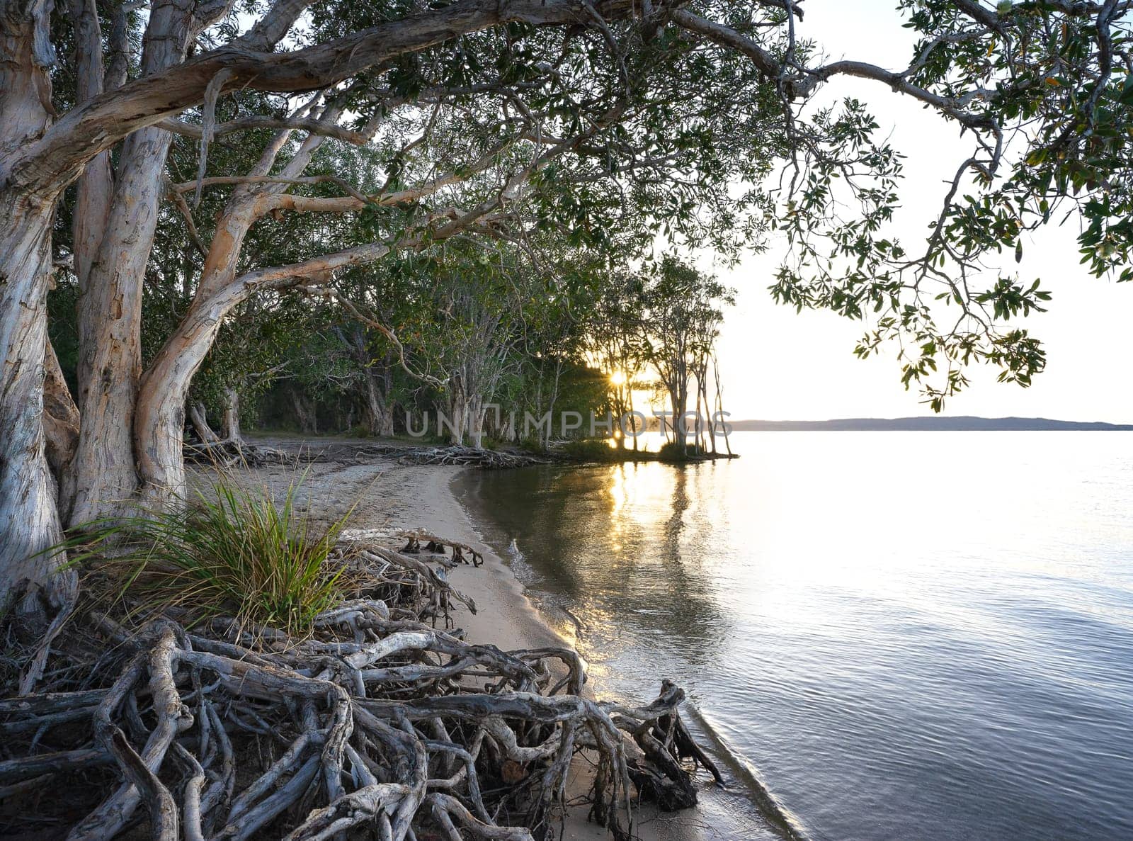 Morning sunrise over Lake Cootharaba, Noosa River, with Melaleuca paperbark trees along the sandy shore line.
