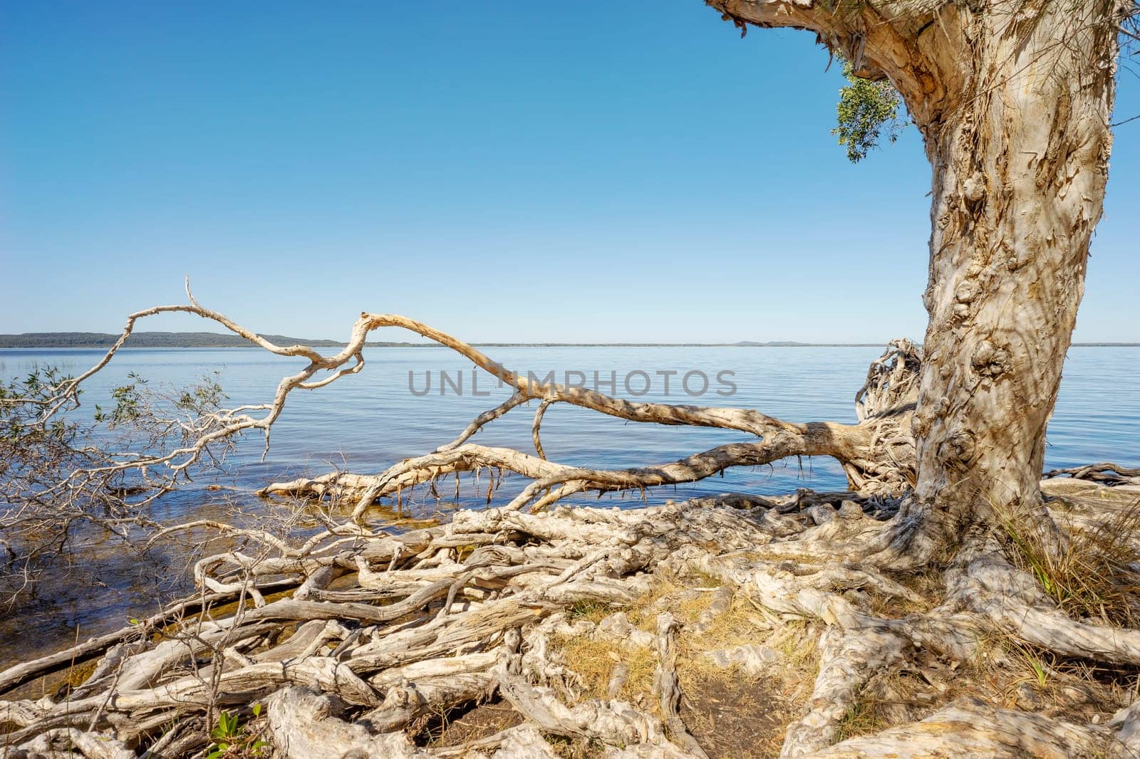 Sunlit scene of old Melaleuca paperbark tea-trees with massive exposed woody root systems, overhanging the beautiful, tranquil,  calm blue water of Lake Cootharaba at Mill Point, Queensland, Australia.