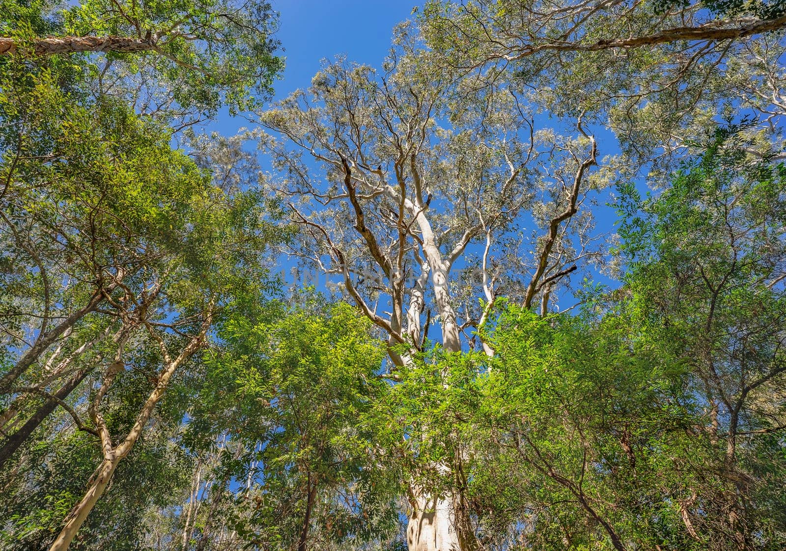 Looking up past the tree trunks to the tree canopy with lots of green foliage and blue sky