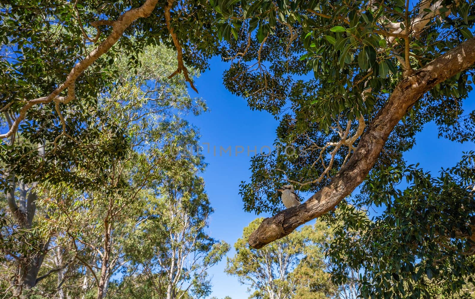 Tree tops, green foliage and blue sky with a kookaburra sitting on an old branch of a big small-leaved fig tree