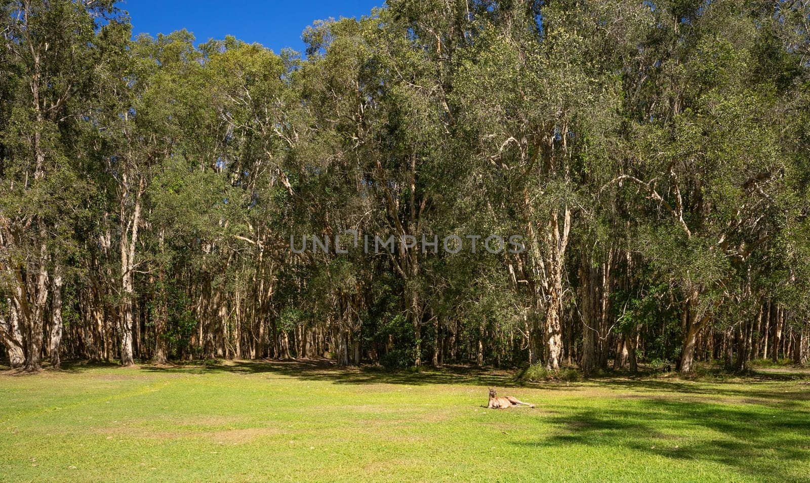 Natural Melaleuca paperbark, tea tree forest at Lake Cootharaba, Noosa, a popular holiday area, with a big kangaroo sunning himself on the green, grassy lawn