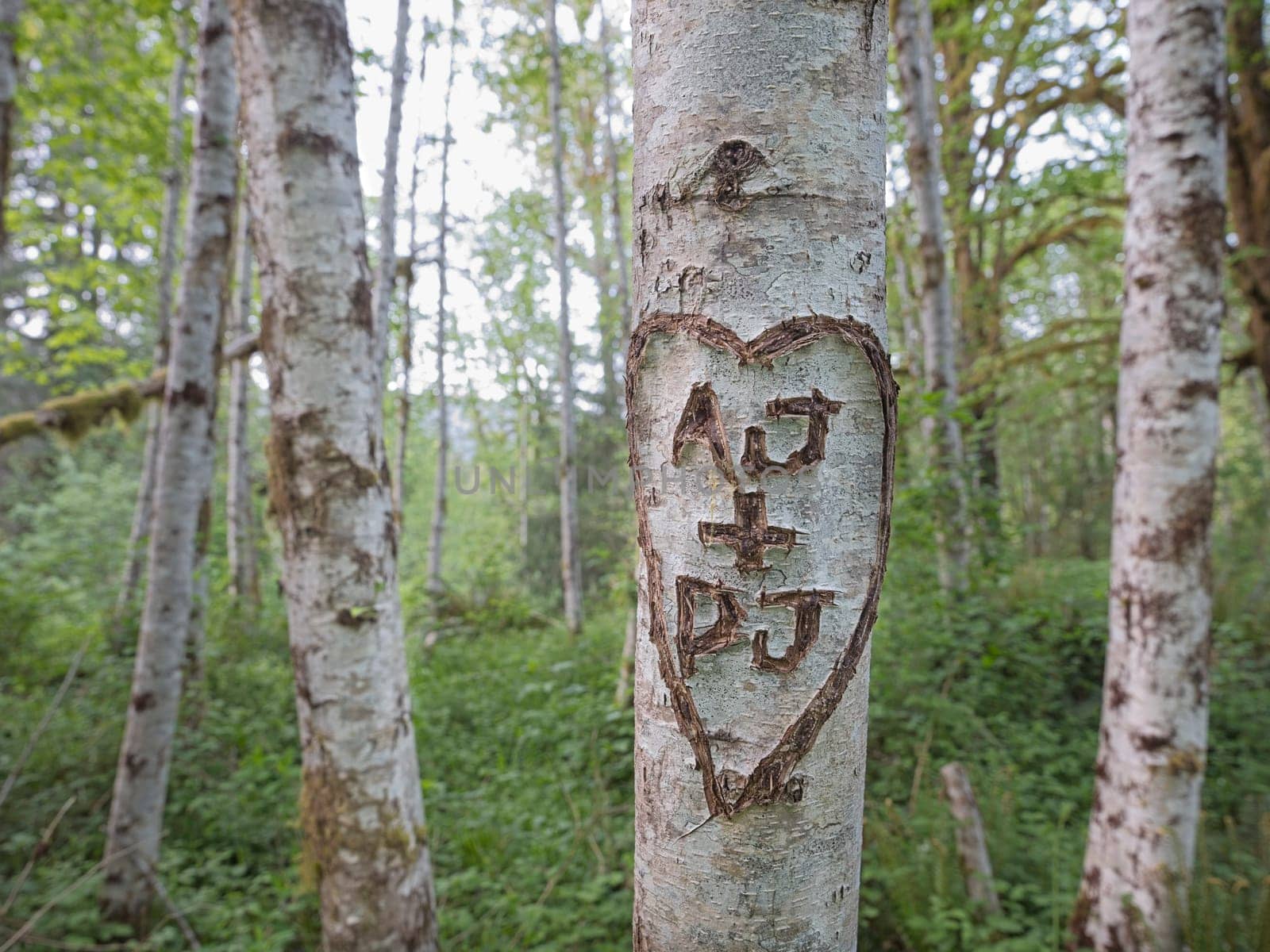 Close up of initials carved inside a heat on a white tree in Quinault rainforest in western Washington.