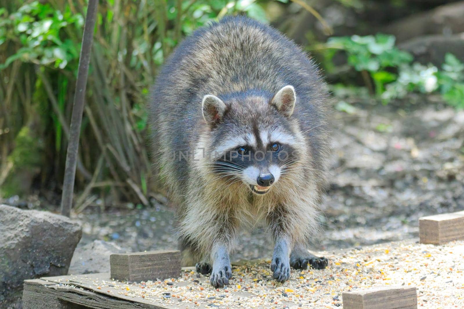 A mischievious raccoon raids the bird feeder in Neah Bay, Washington.
