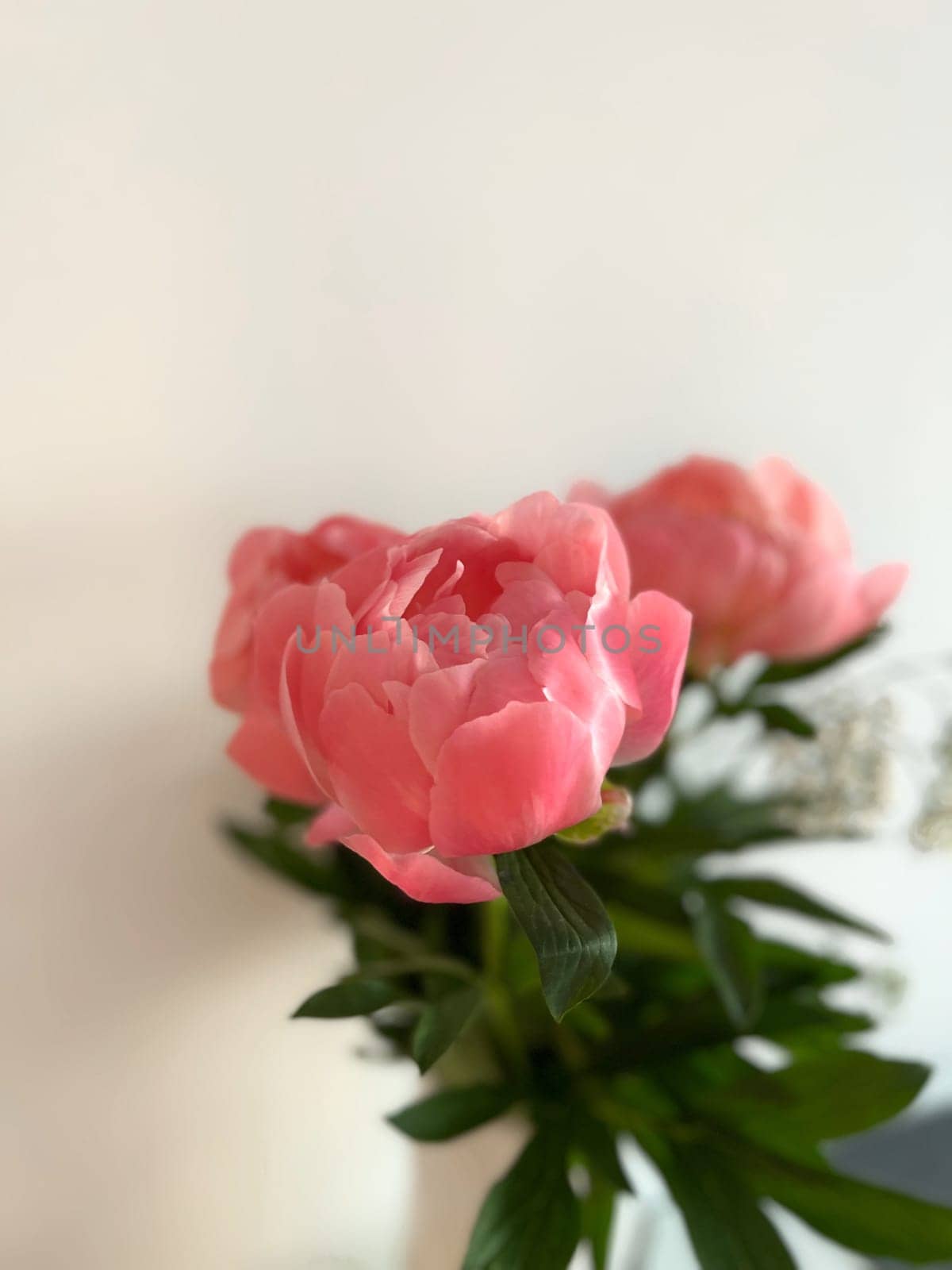 Soft pink petals of peonies gently unfurl, surrounded by rich green foliage, creating a serene and elegant arrangement, perfect for brightening any space with a touch of nature's charm and freshness