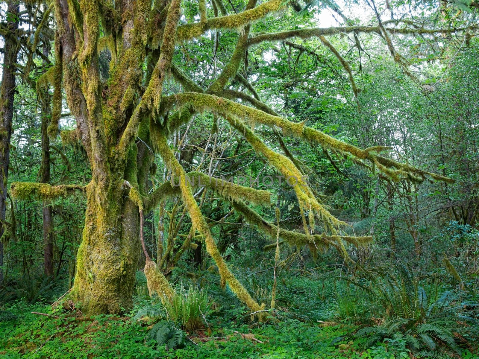 A moss covered tree with several branchs stands in the Quinault rainforest in western Washington.