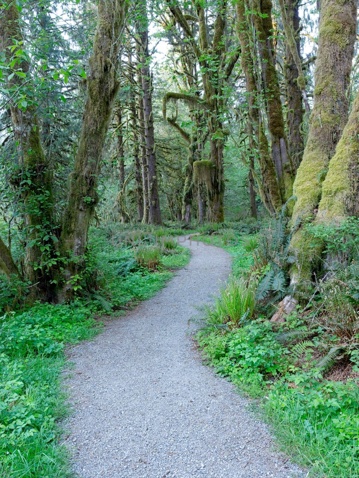 A path leads through a section of moss covered trees in the Quinault Rainforest in western Washington.