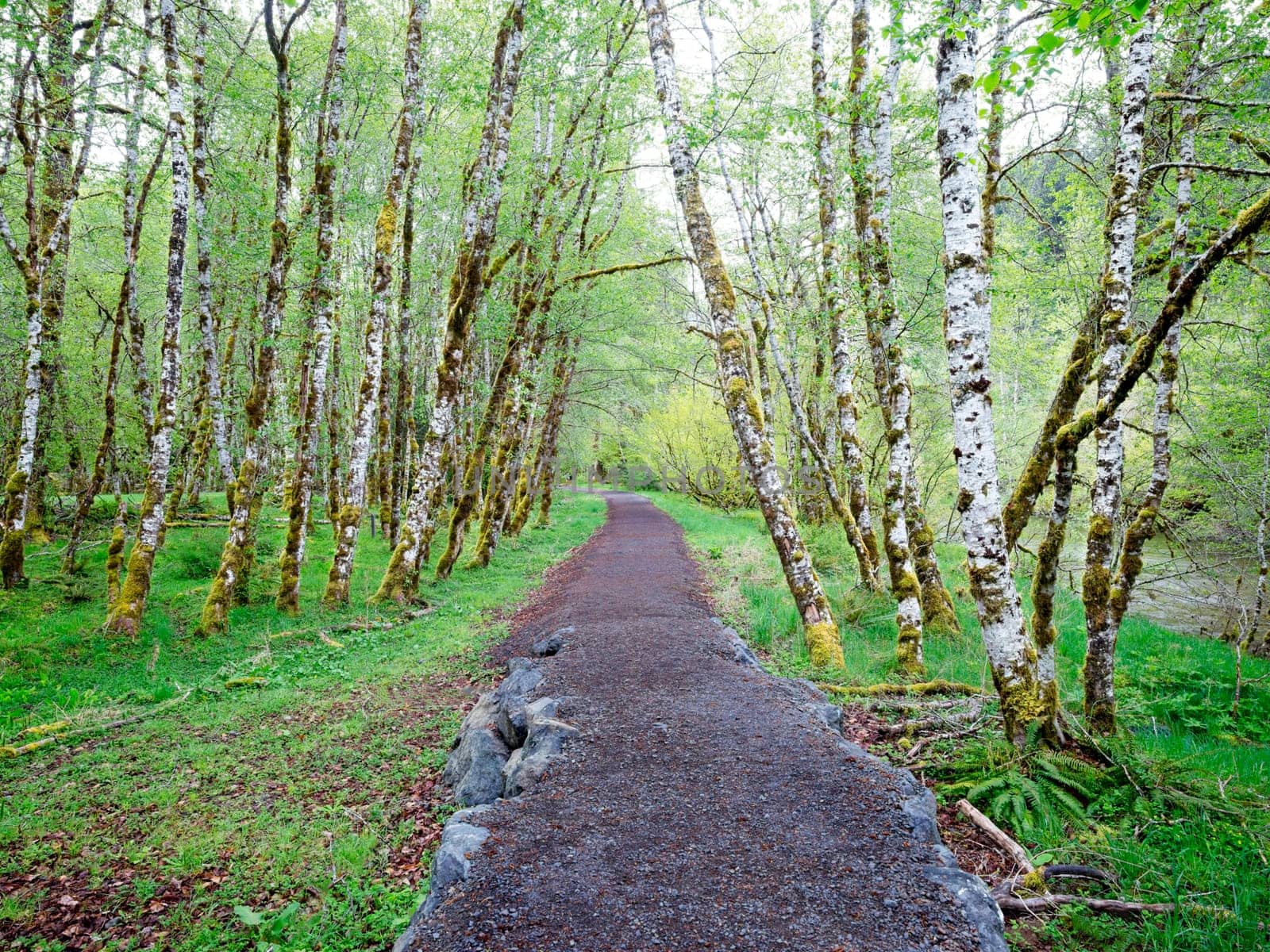 A walking path leads through a stand of white tree in the Sol Duc area of the Olympic National Park in Washington.