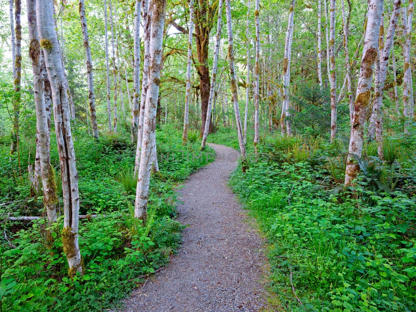 A path leads through a section of white trees in the Quinault Rainforest in western Washington.
