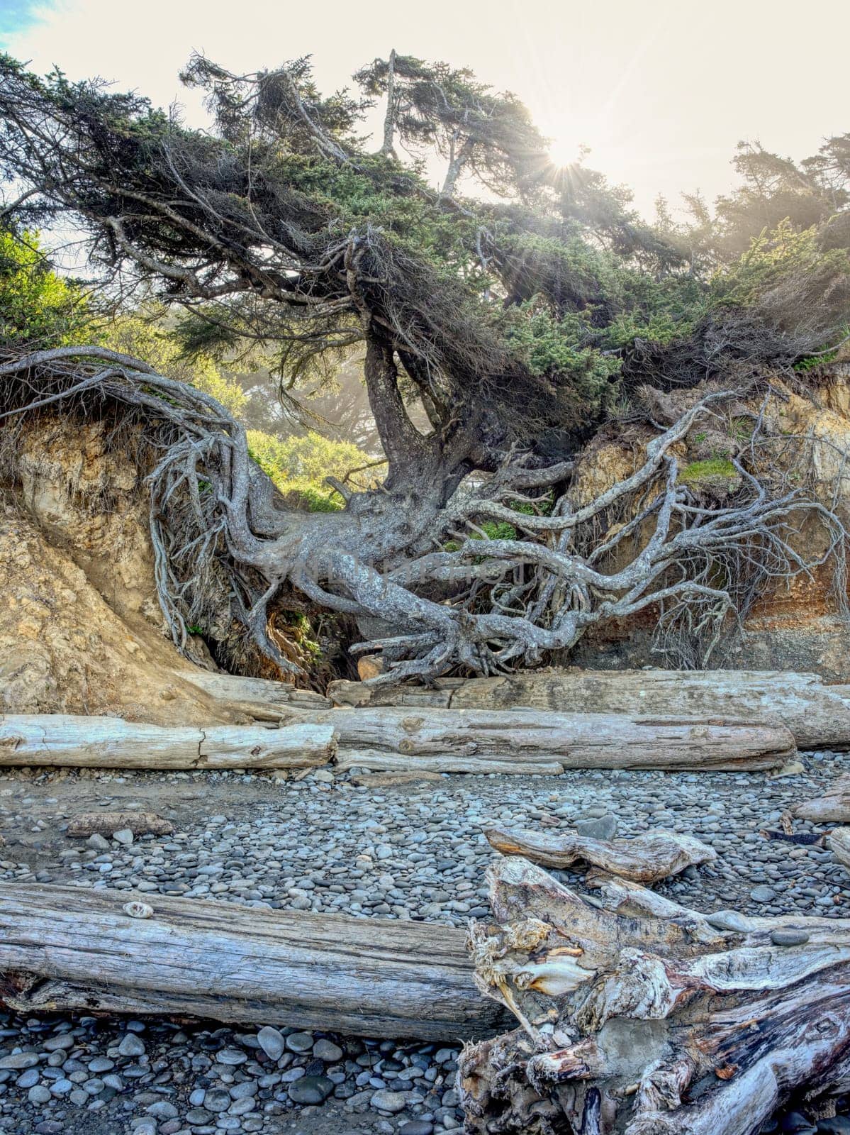 A view of the tree of life with the sun shining behind it on Kalaloch beach in Washington State.