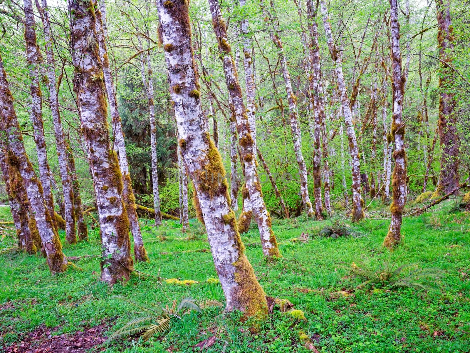 A stand of white trees spread throughout natual grass and ground cover in the Sol Duc park in wastern Washington.