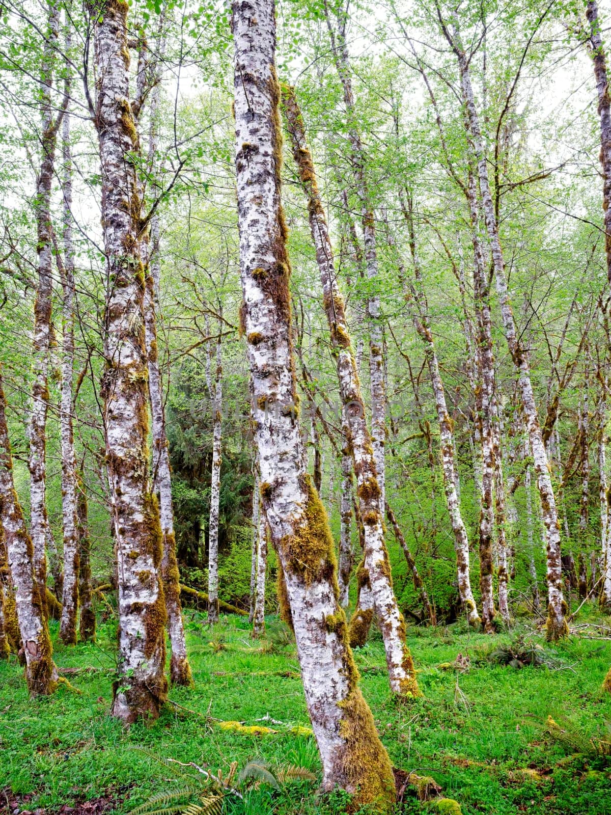 A stand of white trees spread throughout natual grass and ground cover in the Sol Duc park in wastern Washington.