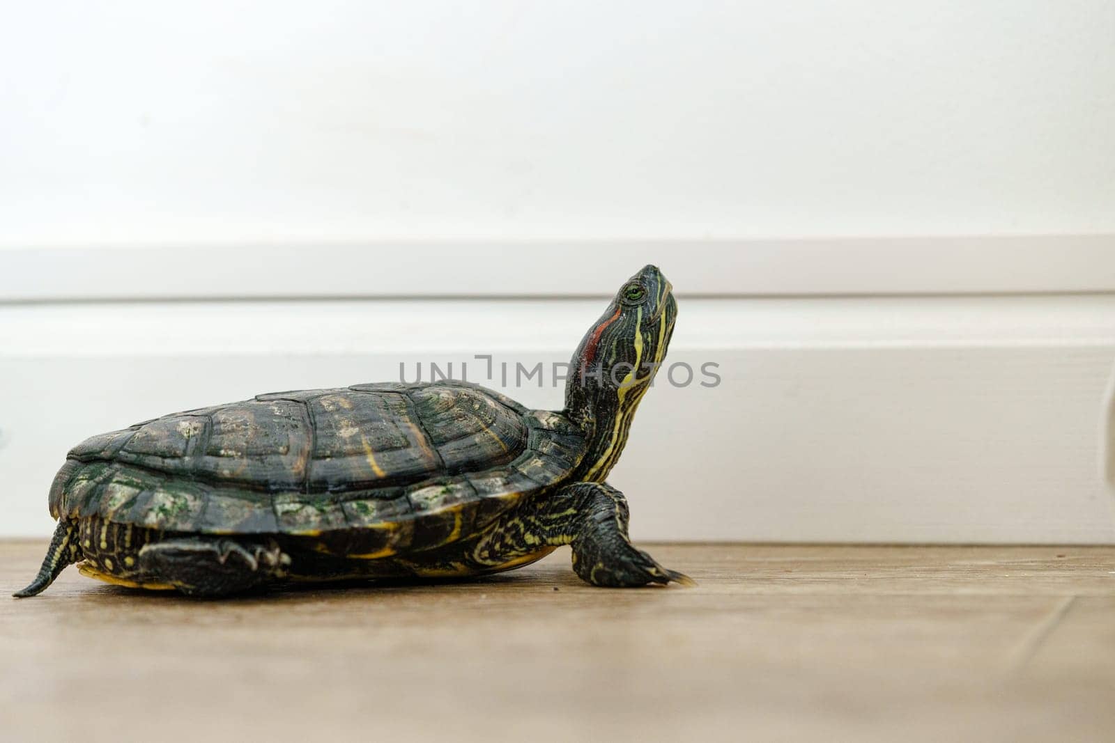 A turtle moves slowly across a smooth floor, its shell glistening in the light. The setting is bright and minimalist, highlighting the turtle's journey.