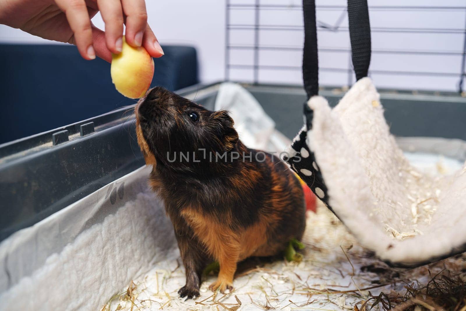 A guinea pig is eagerly stretching towards a hand holding a small treat, enjoying playtime in its cozy indoor habitat filled with bedding and toys.