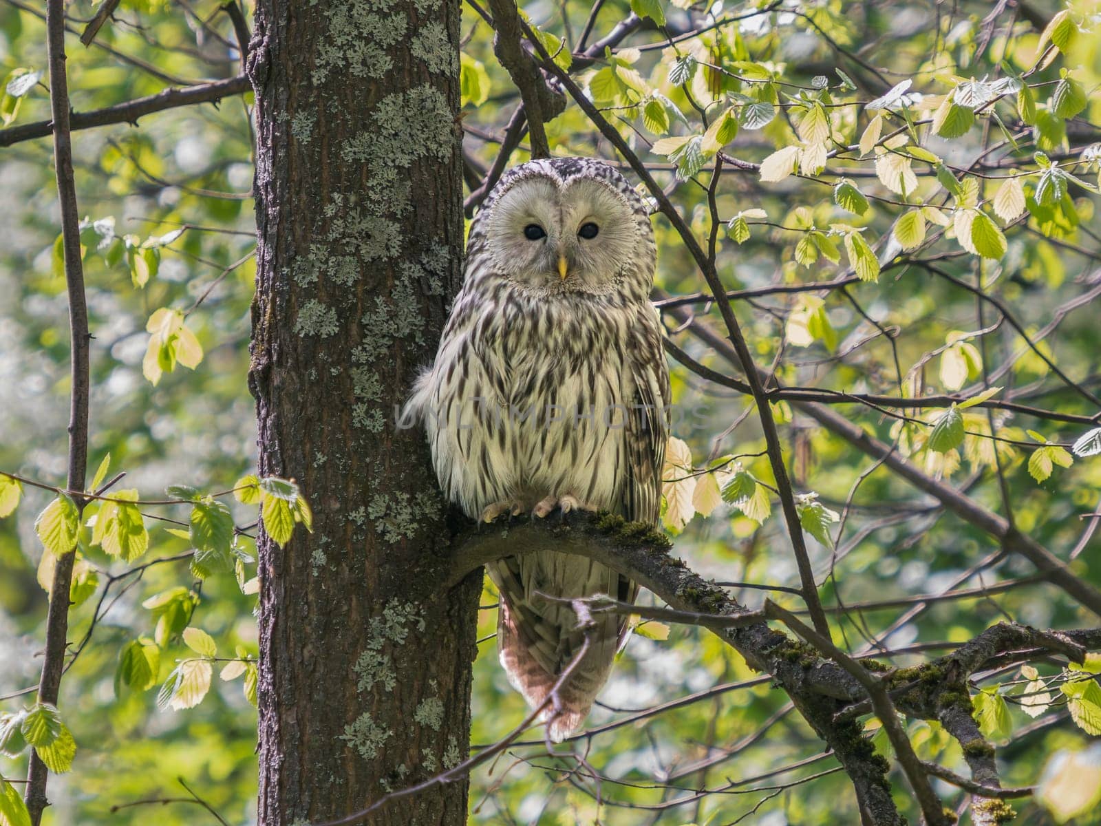 Beautiful Ural owl or Strix uralensis sits quietly on branch in vibrant spring forest. Ural owl with green lush on background. Beautiful grey owl. Bird of prey in natural habitat. Birdwatching