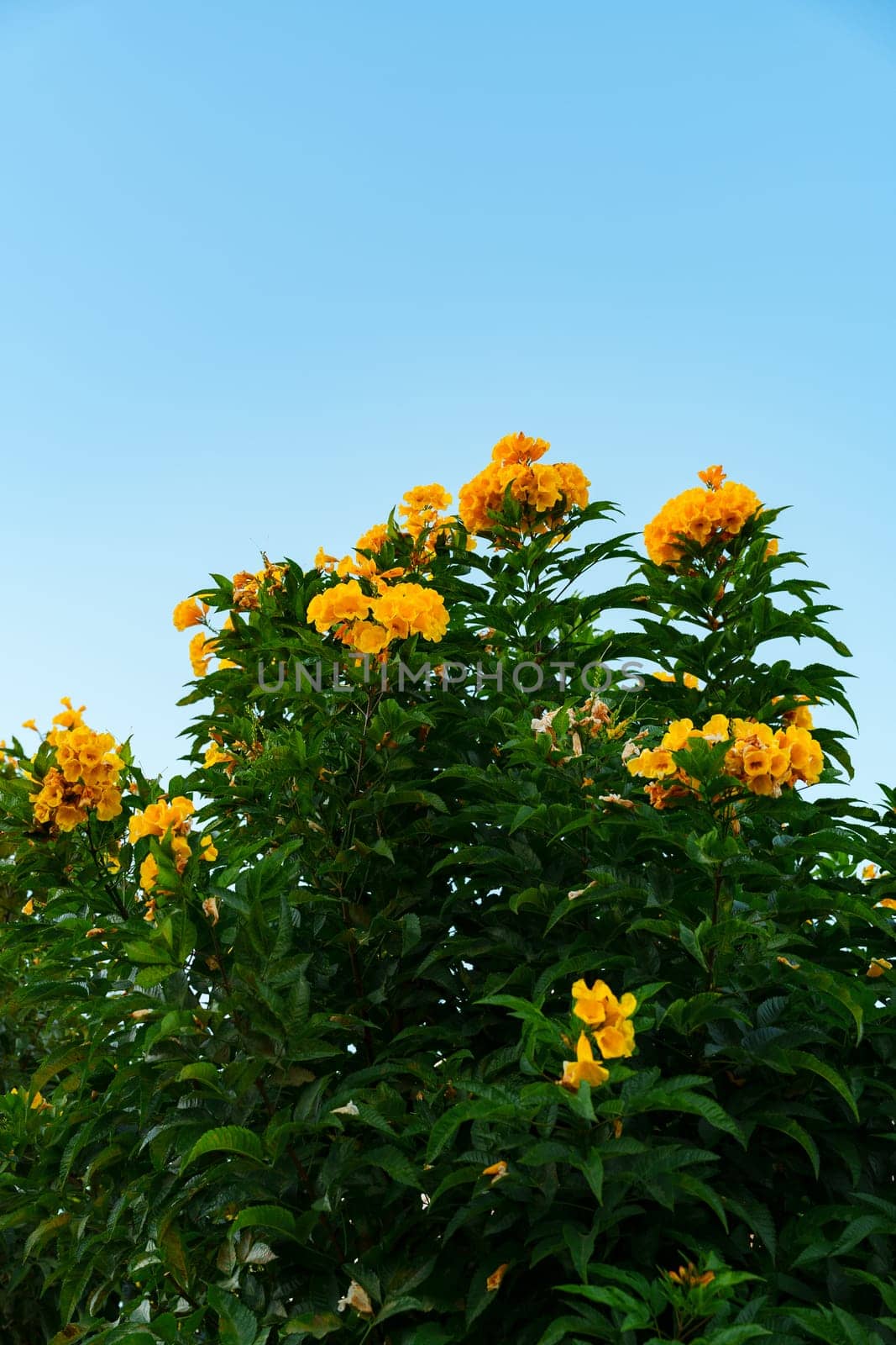 Vibrant yellow flowers rise from lush green foliage, reaching for a bright blue sky on a sunny day in a lively garden. Their color creates an uplifting atmosphere.