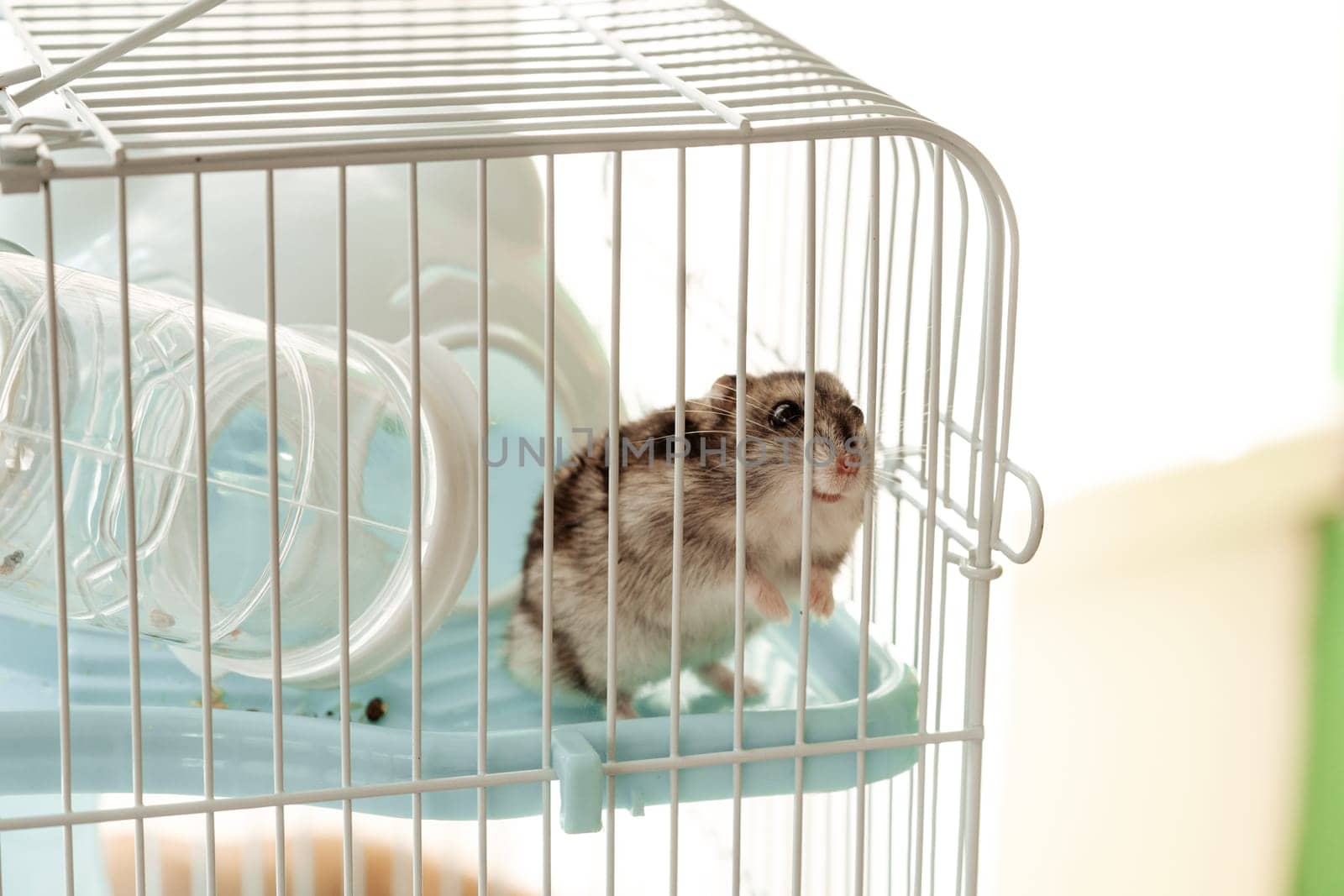 A curious hamster stands on its hind legs inside a clean, spacious cage, peering out as sunlight filters through. The atmosphere is bright and inviting.