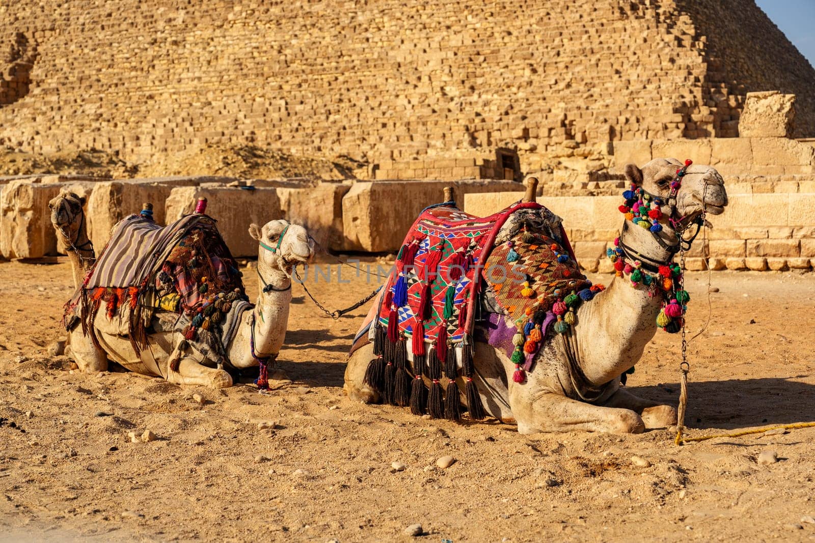 Two camels adorned with colorful decorations are resting in the warm sands of the Giza desert as the sun sets near the Great Pyramid, creating a tranquil atmosphere.