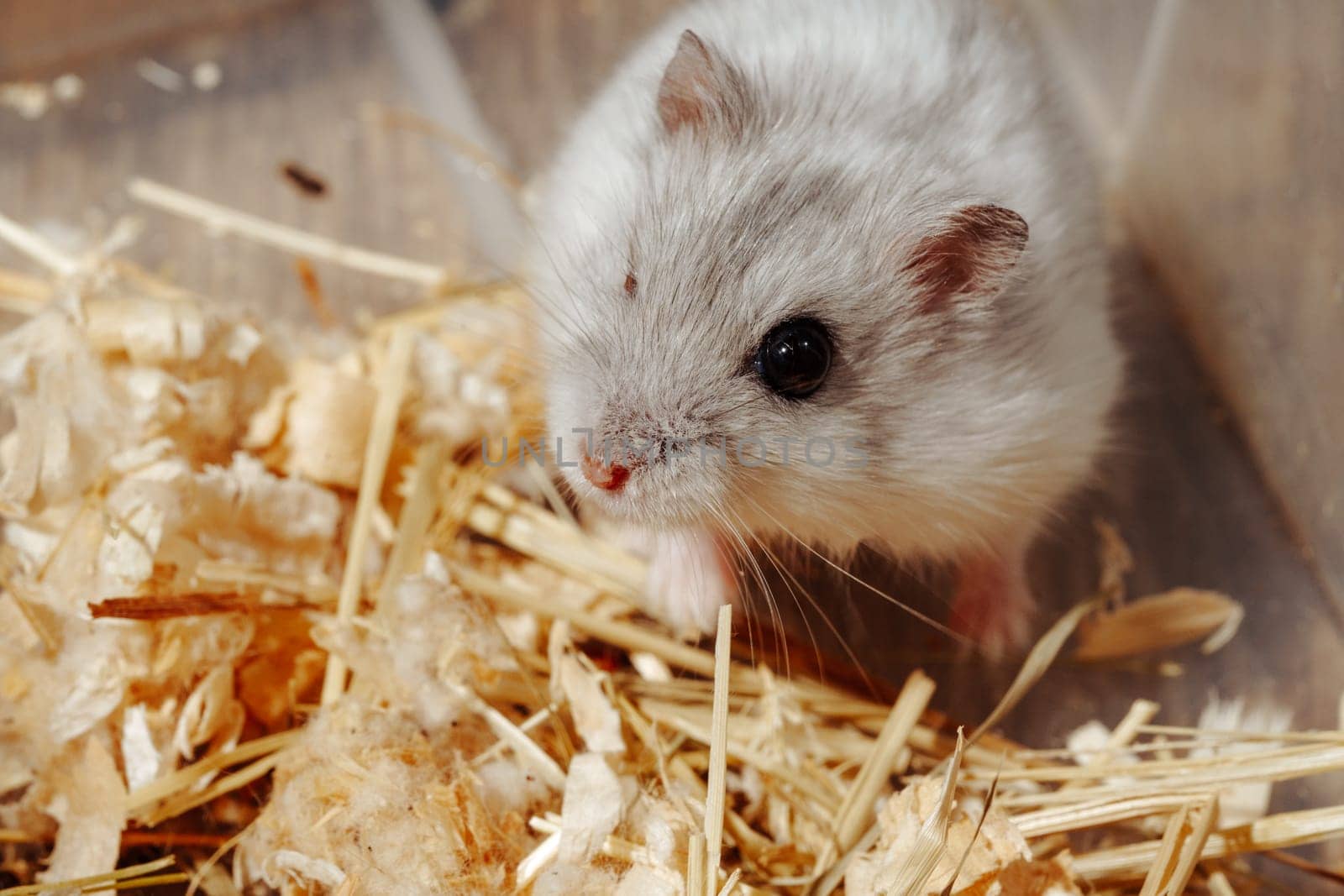 A fluffy white hamster scurries over fresh bedding made of straw and wood shavings while actively exploring its small habitat during the day.