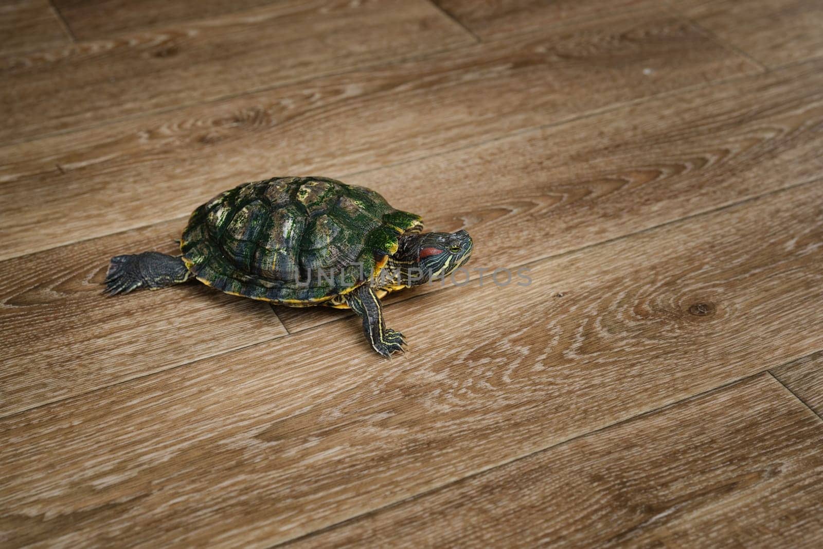 A turtle is slowly moving across a wooden floor in a bright room filled with natural light. The environment is warm, inviting, and peaceful, showcasing the turtle's curious nature.