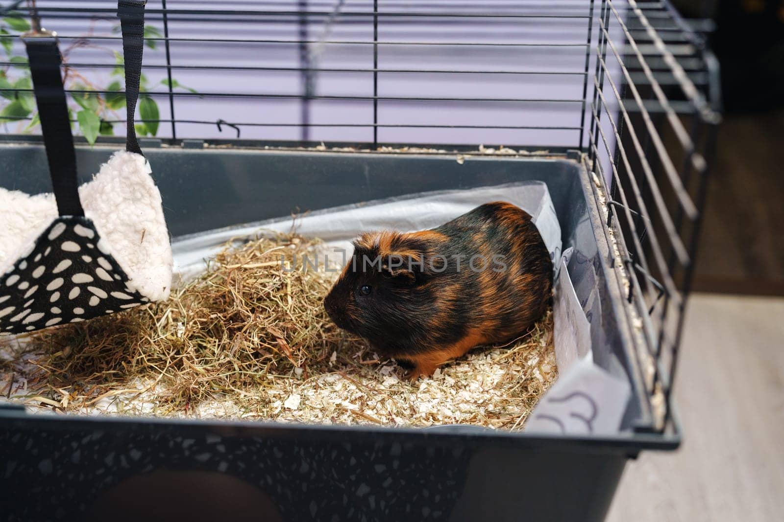 A guinea pig is curiously exploring its cage, which contains fresh bedding and a hanging food bowl. The indoor setting features bright light and a relaxed atmosphere, perfect for pets.