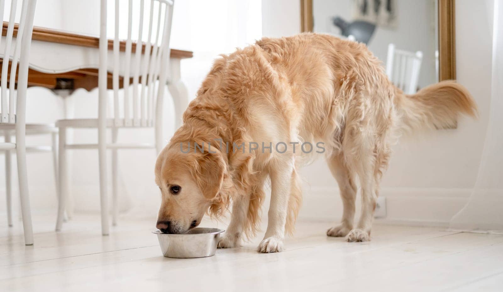 Golden Retriever Eats Dog Food At Home