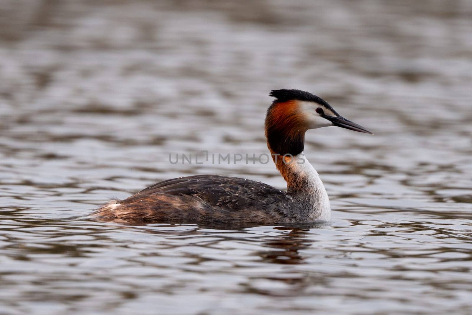 Great Crested Grebe Bird Swims In The Lake