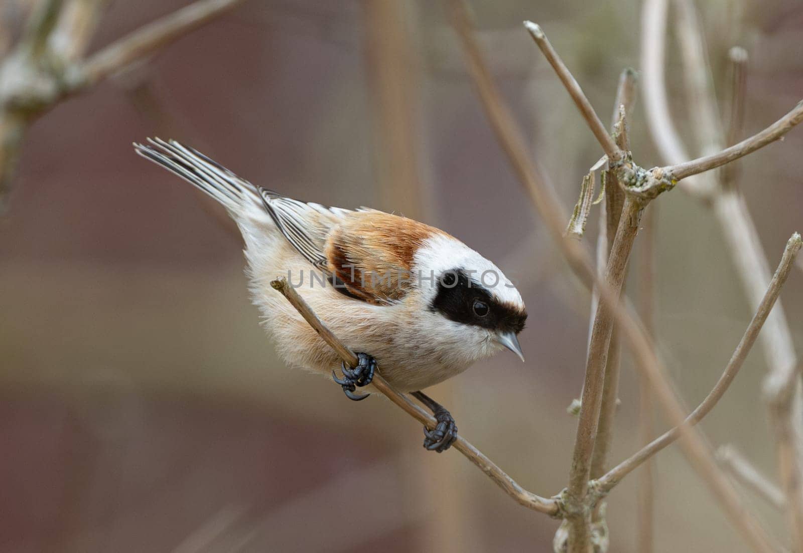 Eurasian Penduline Tit Bird On A Branch
