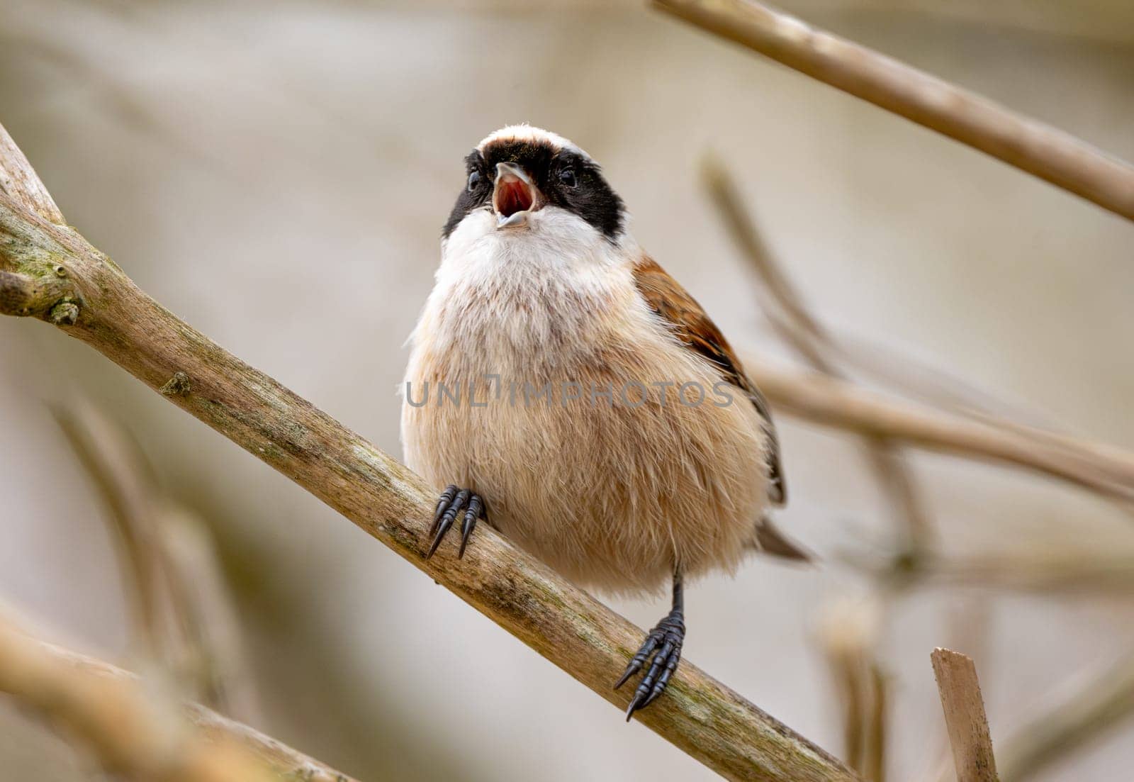 Eurasian Penduline Tit Bird Singing On A Branch In Spring