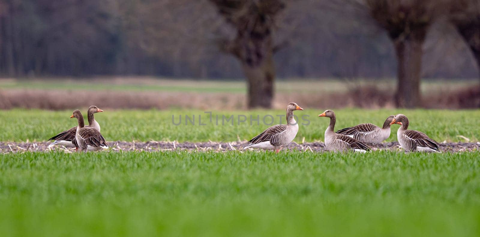 Greylags Goose On Field In Spring