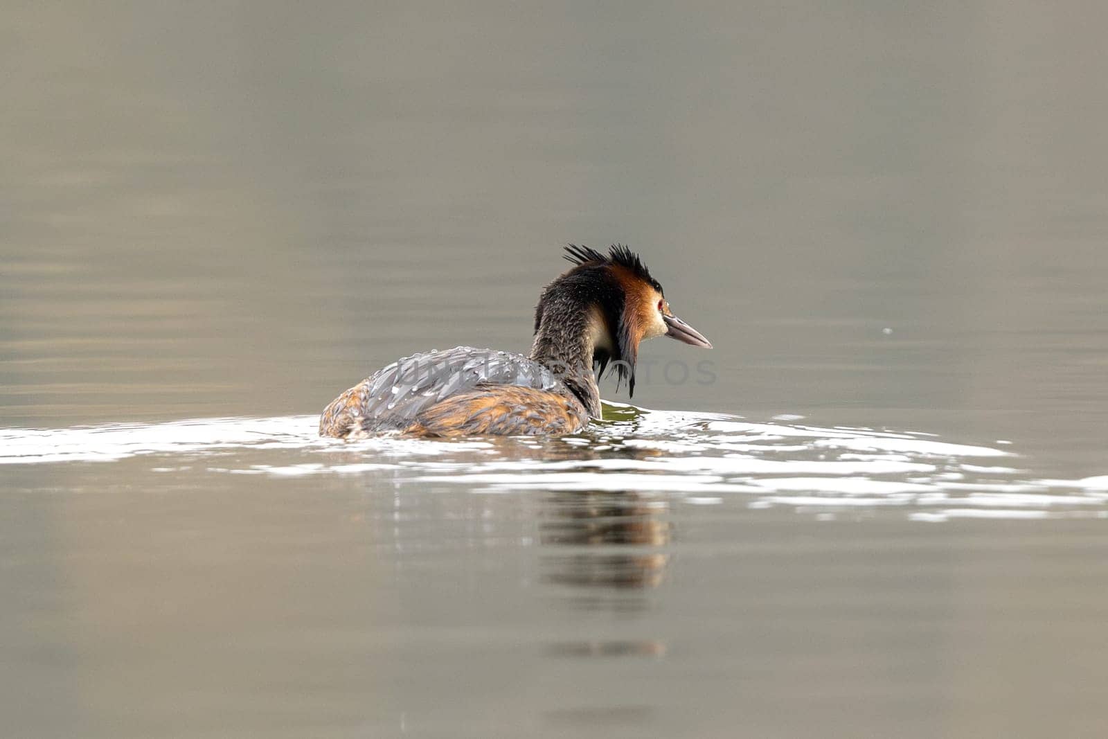 Observing The Great Crested Grebe Bird Swimming Wet In The Lake