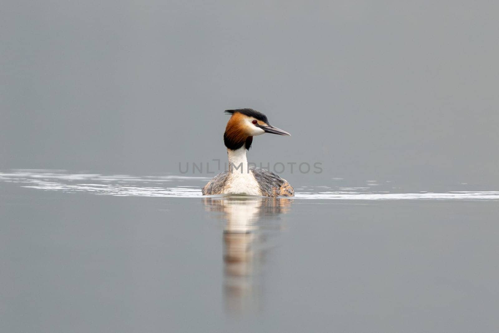 Great Crested Grebe Bird Swims In The Lake