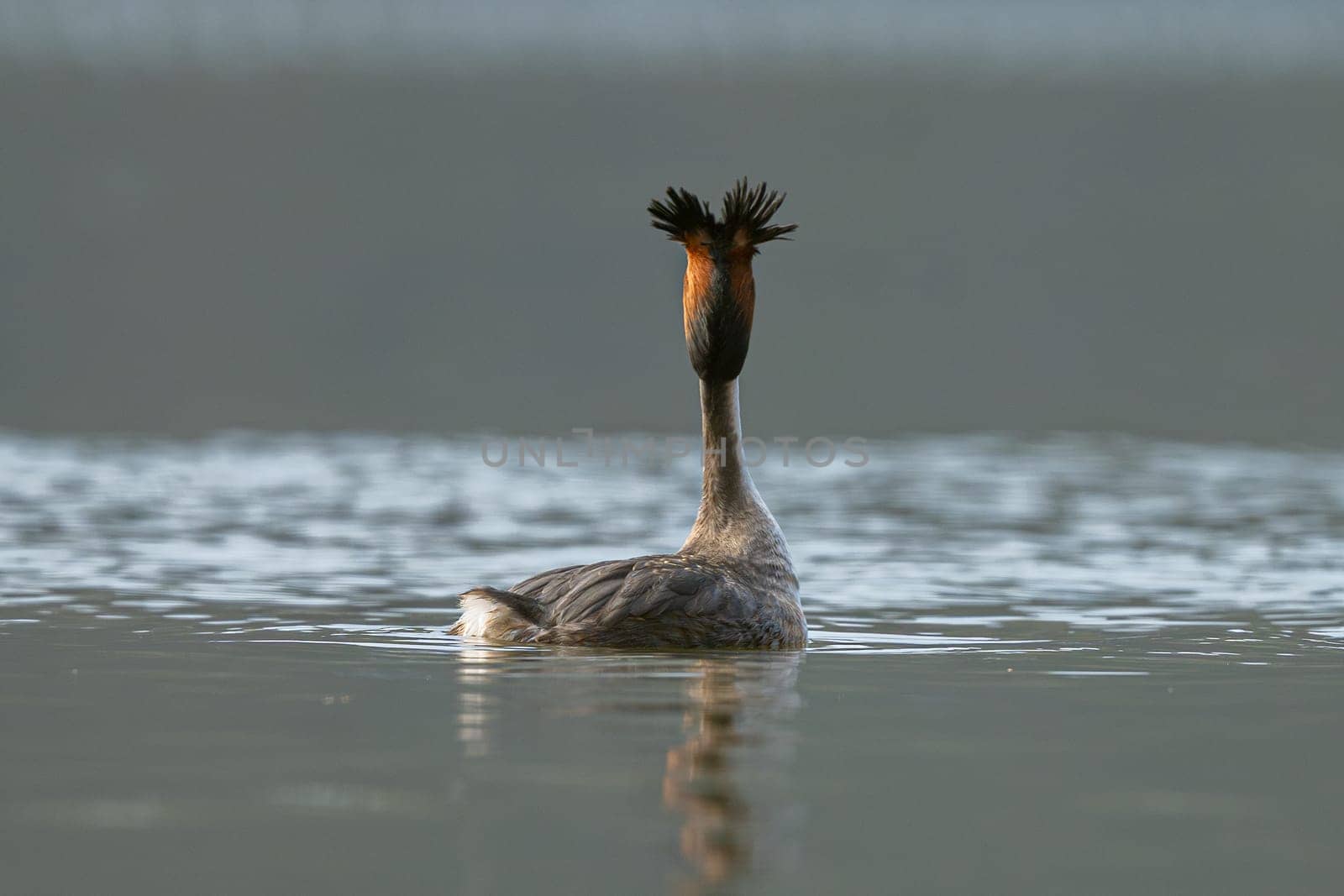 Great Crested Grebe Bird Swims In The Lake