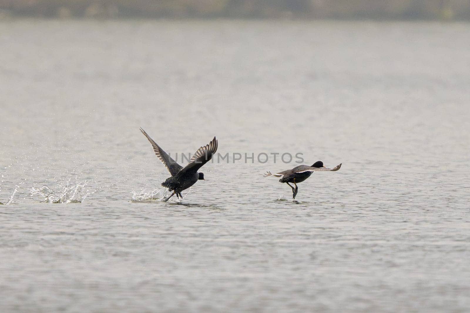 Eurasian Coot Pair's Spring Birds' Mating Rituals