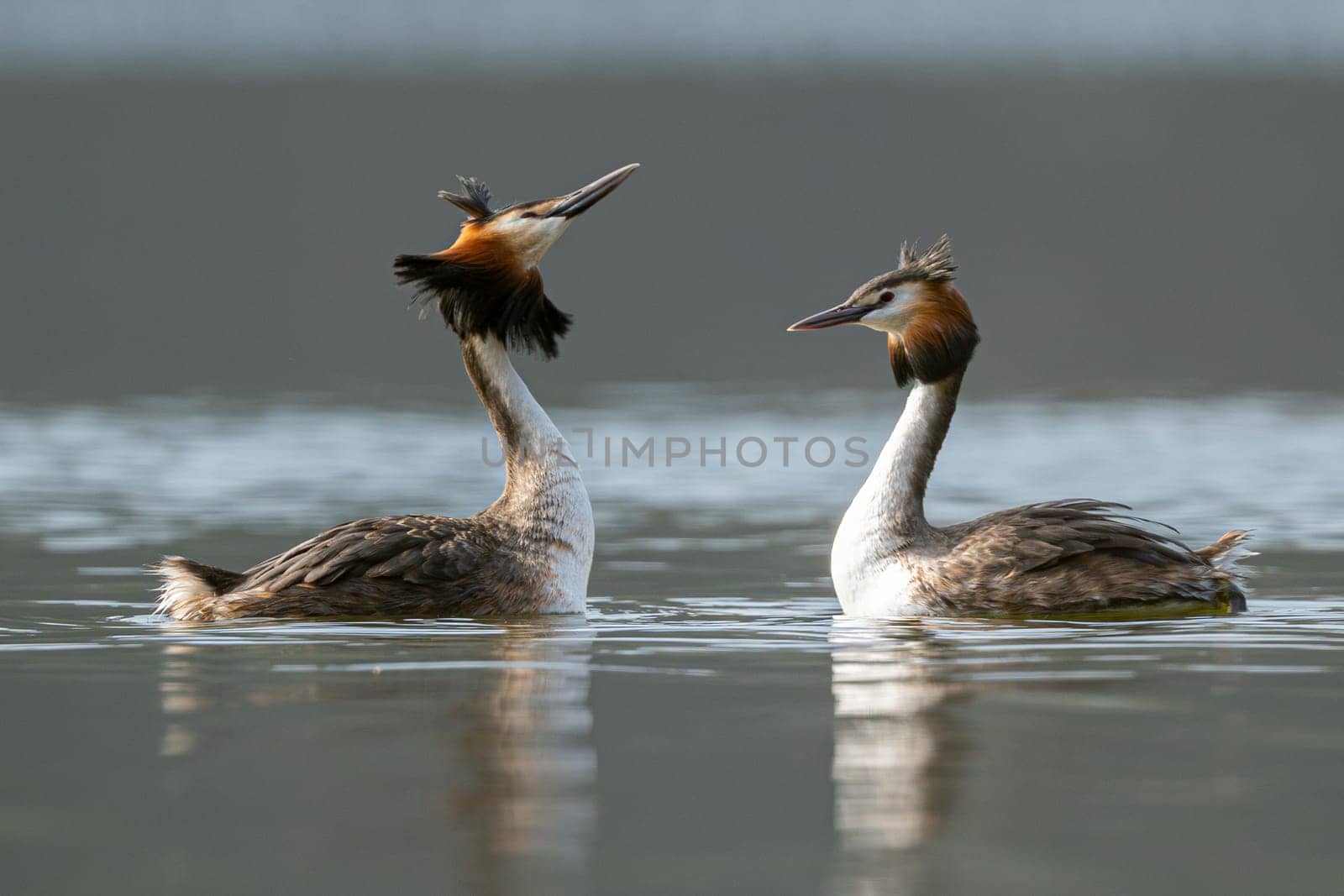 Great Crested Grebes Perform A Mating Dance