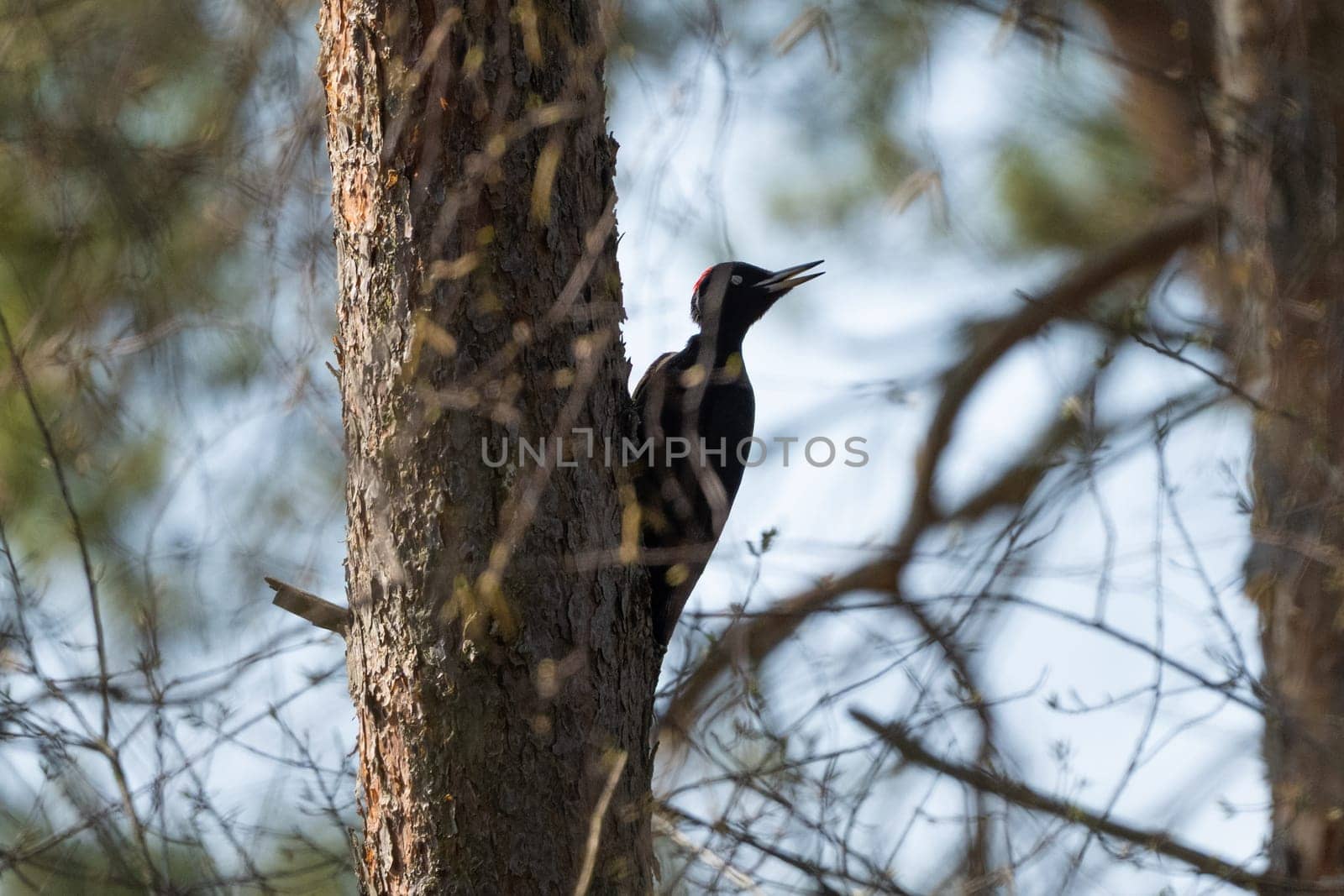 Black Woodpecker On A Tree In The Forest