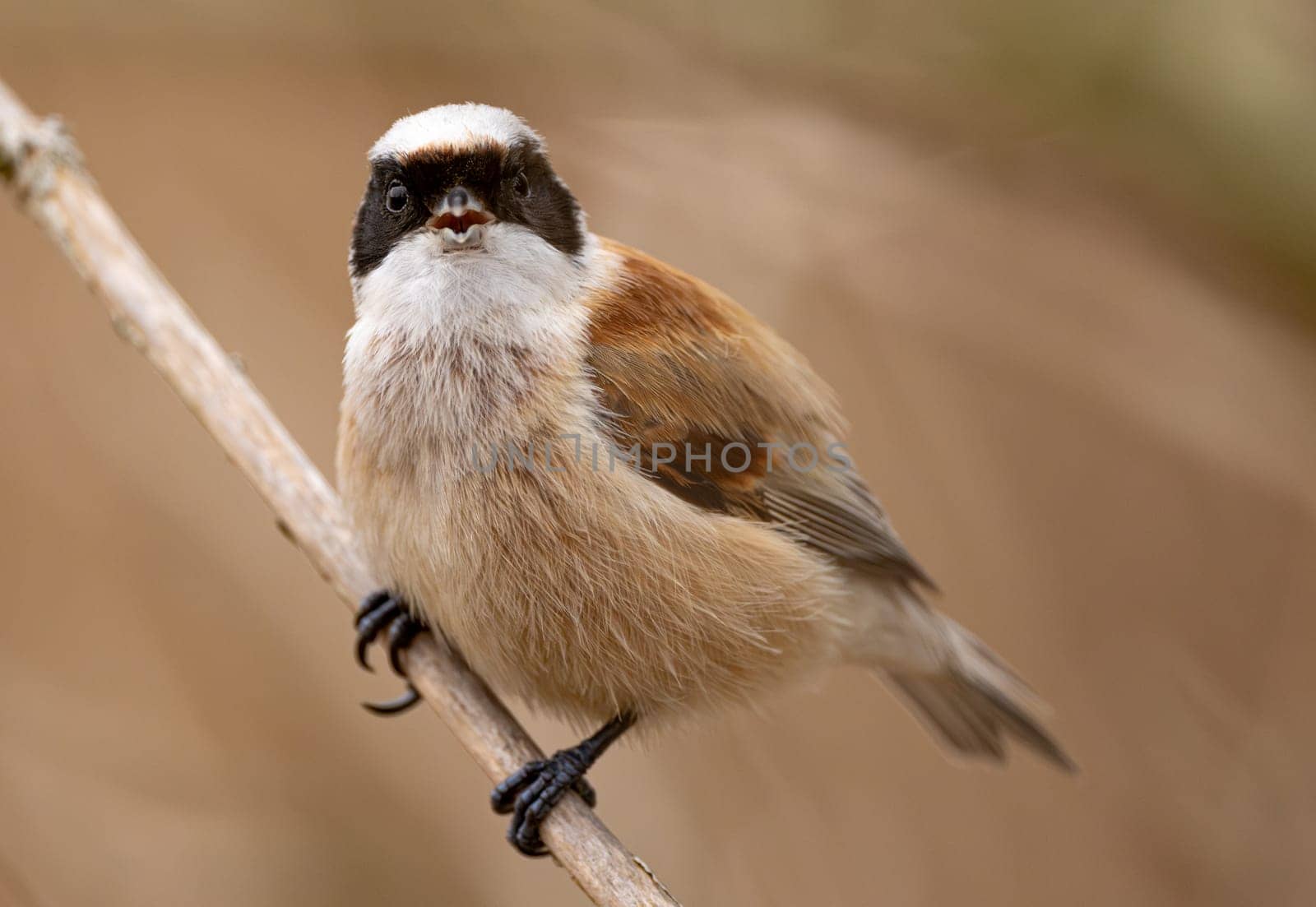 Eurasian Penduline Tit Bird On A Branch