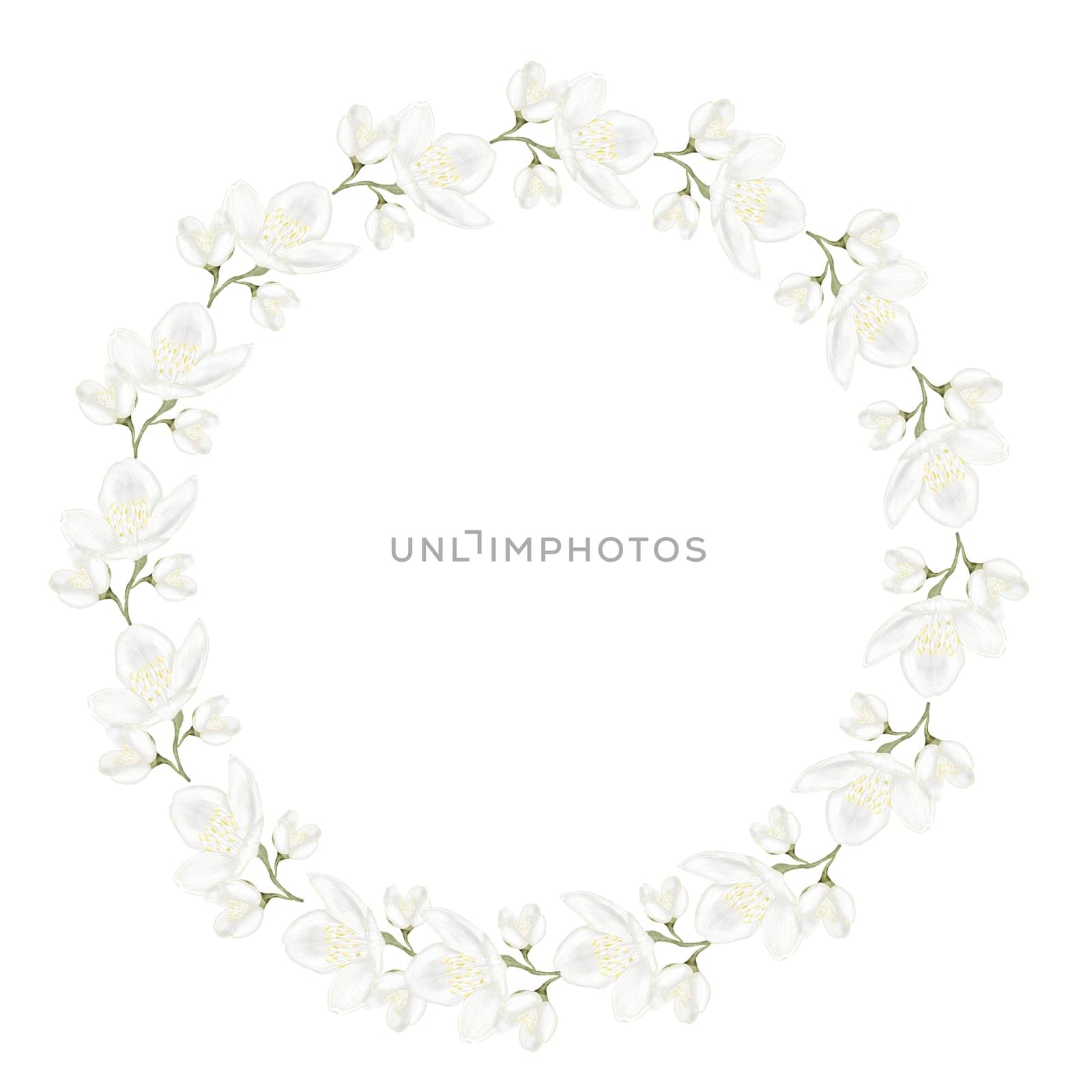 Jasmine white flower watercolor frame. Hand drawn bud delicate. Clip art botanical on white background. Ideal for logo of tea and aromatic products from jasmine. High quality illustration