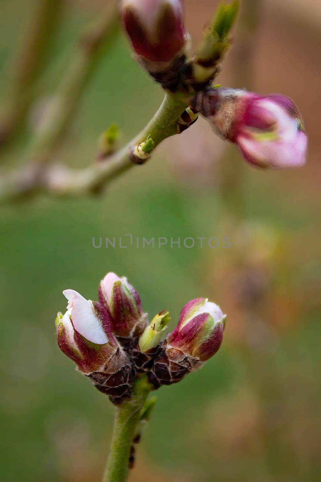 Almond buds open before spring, almond tree is the earliest to bloom in Central Asia from the end of February