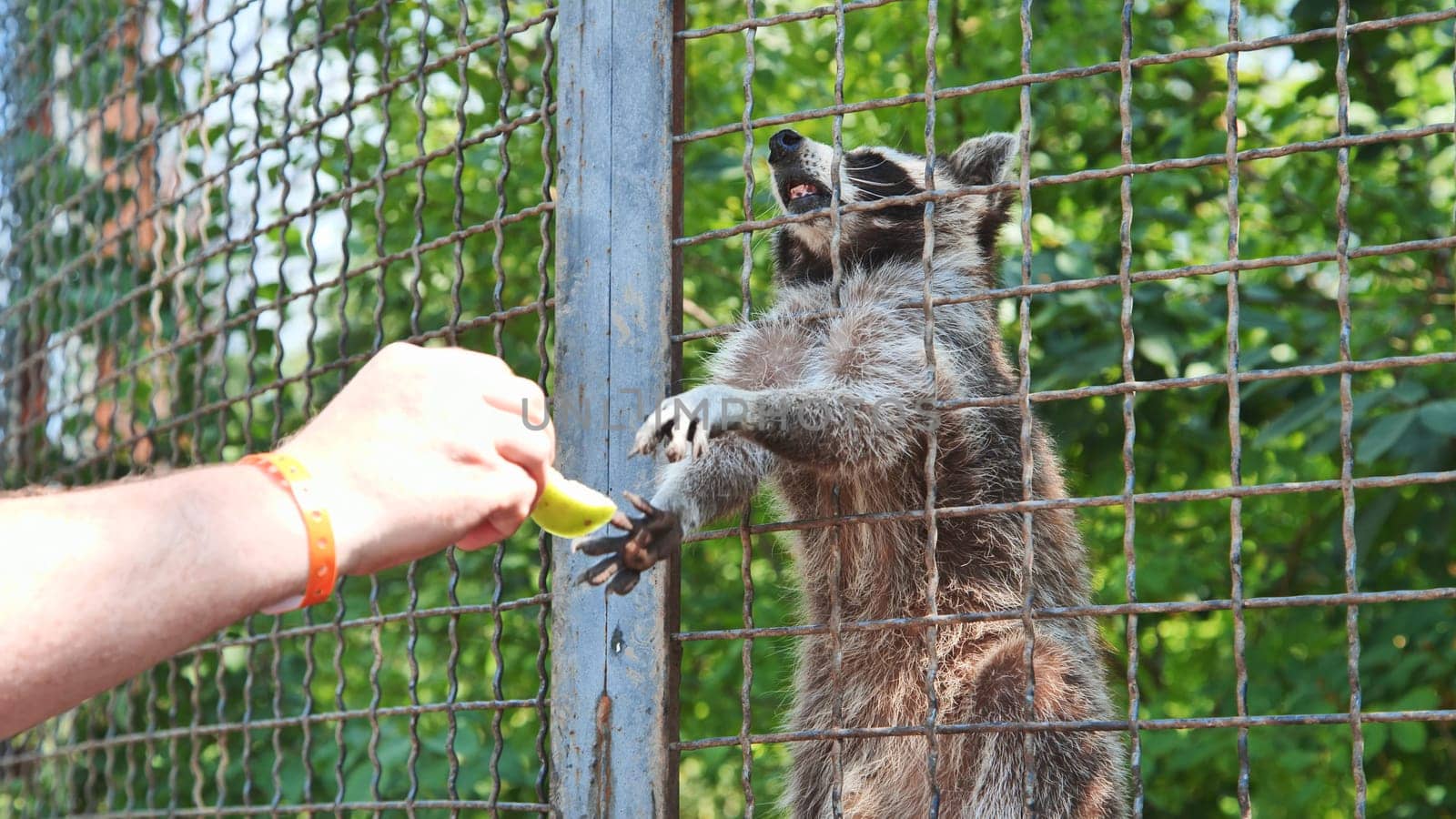 Raccoon behind a metal mesh fence reaching out to take food from a zoo visitor