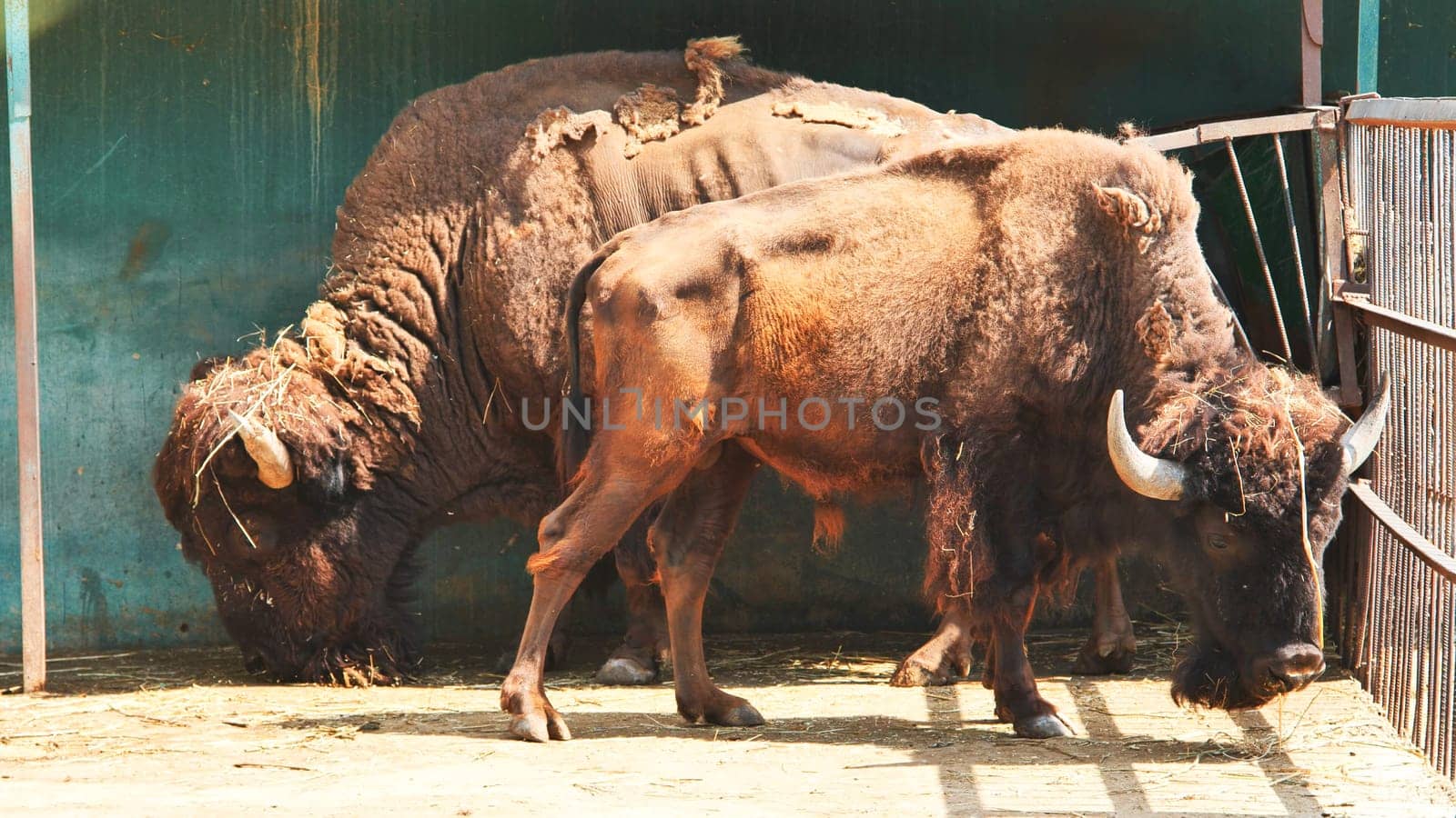Two european bison grazing on hay in their zoo enclosure, enjoying a peaceful moment under the warm summer sun