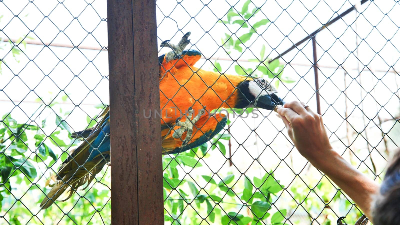 Zookeeper feeding a beautiful blue and yellow macaw through a wire mesh fence in a safari park