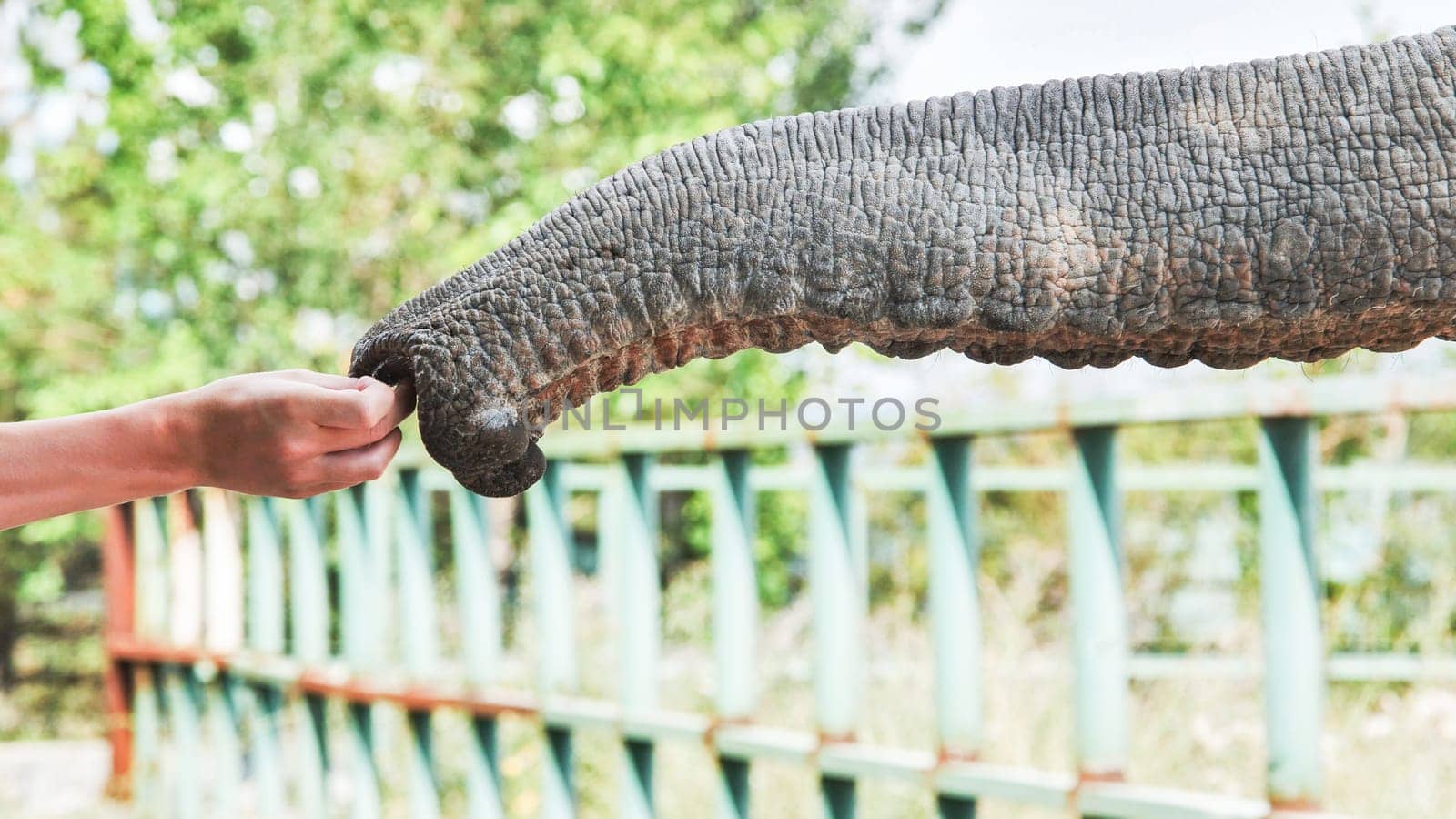Zookeeper hand feeding large elephant with fresh fruit through protective metal barrier, capturing close wildlife connection at sunny safari park