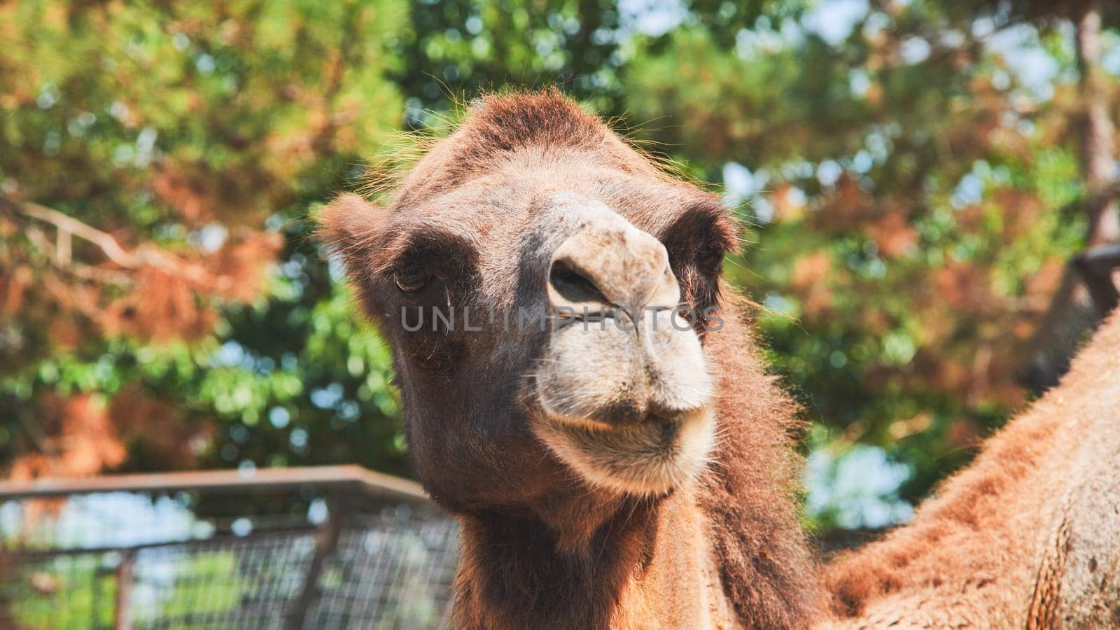 Portrait of a bactrian camel looking around in its enclosure at the zoo on a summer day