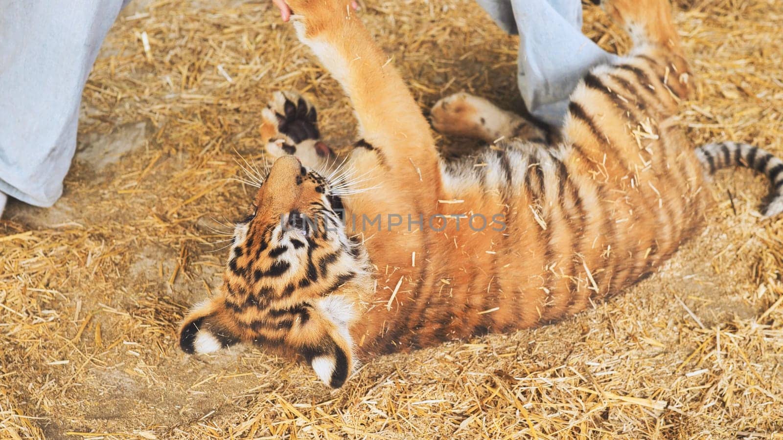 Young tiger cub playing with zookeeper on straw bedding in zoo enclosure